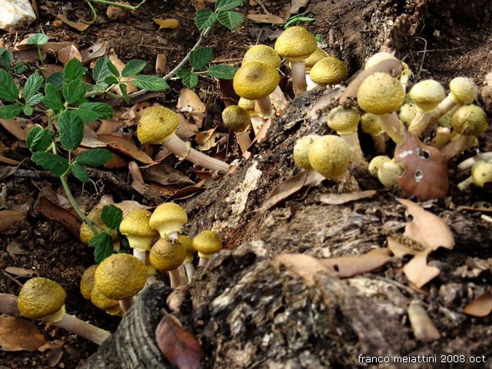Nel secco bosco di leccio